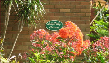 Lillypilly - Accommodation Noosa 0