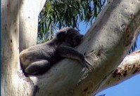 Dunbogan Caravan Park - Accommodation Noosa 2