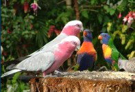 Dunbogan Caravan Park - Accommodation Noosa 4