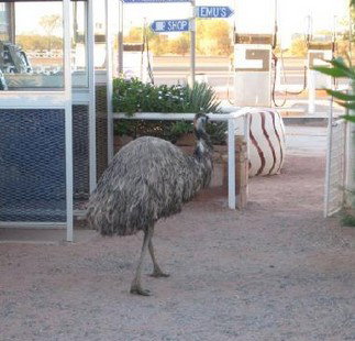 Curtin Springs Station - Accommodation Noosa 5