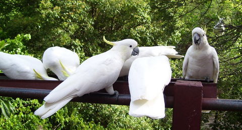 Lorikeet Lane B&B - Accommodation Noosa 0