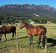 Hurlfield Farm Cottage - Accommodation Noosa