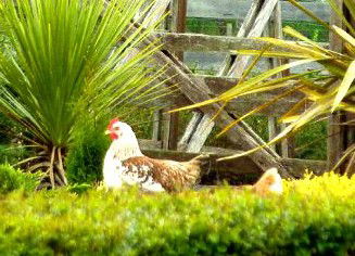 Hazelcreek Cottages - Accommodation Noosa 5