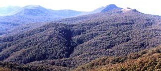 Callicoma Hill Eco-Cabins - Accommodation Noosa 0