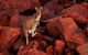 Dampier Mermaid Hotel Motel - thumb 0
