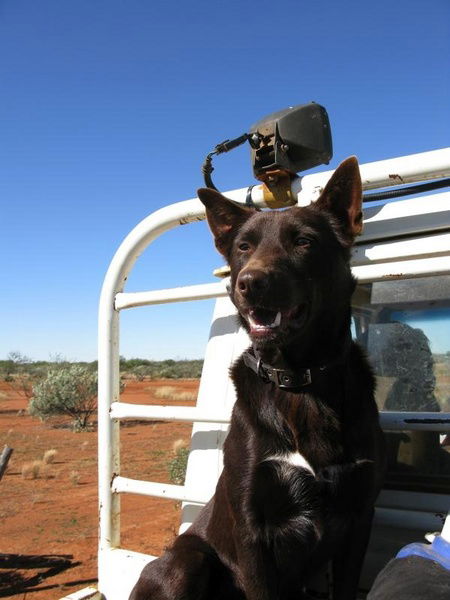 Wooleen Outback Station Stay - Accommodation Noosa 2