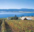 Marions Vineyard  - Accommodation Noosa