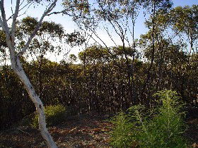 Lions Dryandra Woodlands Village - Accommodation Noosa 0