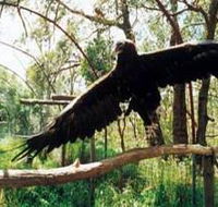 Curlew Hill Sanctuary - Accommodation Noosa