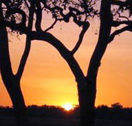 Coodardie Station Stay - Accommodation Noosa
