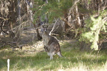 Yering Gorge Cottages By The Eastern Golf Club - Accommodation Noosa 6