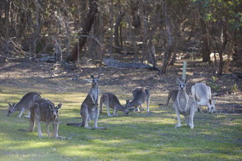 Yering Gorge Cottages By The Eastern Golf Club - Accommodation Noosa 12