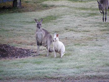 Yering Gorge Cottages By The Eastern Golf Club - Accommodation Noosa 1