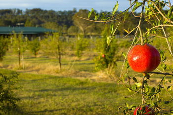 Talga Estate - Accommodation Noosa 25