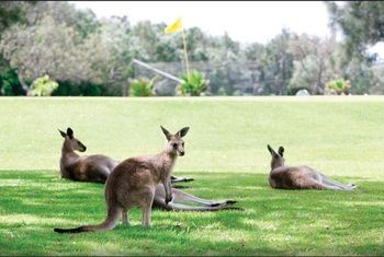 Darlington Beach Resort & Holiday Park - Accommodation Noosa 67