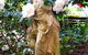 Whispering Pines Chalet & Cottages - thumb 7