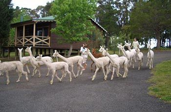 Madison's Mountain Retreat - Accommodation Noosa 6