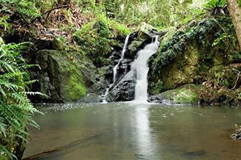 Kondalilla Eco Resort - Accommodation Noosa 63