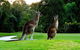 Noosa Springs Golf Resort & Spa - thumb 12