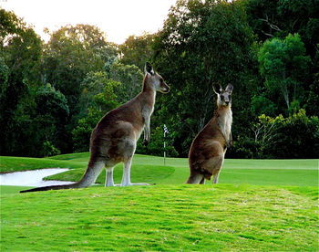 Noosa Springs Golf Resort & Spa - Accommodation Noosa 12