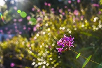 Ninderry Manor Luxury Retreat - Accommodation Noosa 13