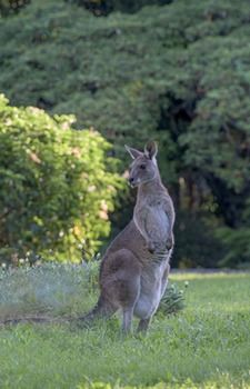Ninderry Manor Luxury Retreat - Accommodation Noosa 15