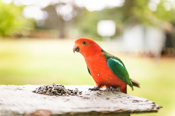 Federation Gardens & Possums Hideaway - Accommodation Noosa 24