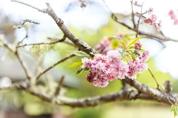 Federation Gardens & Possums Hideaway - Accommodation Noosa 25