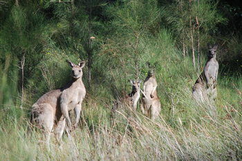 Worrowing At Jervis Bay - Accommodation Noosa 51