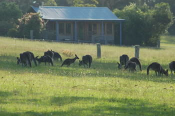 Worrowing At Jervis Bay - Accommodation Noosa 62