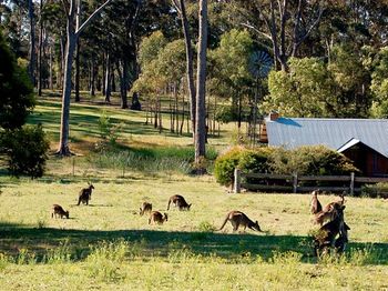 Worrowing At Jervis Bay - Accommodation Noosa 101