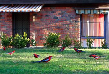 Crimson Villa - Accommodation Noosa 0