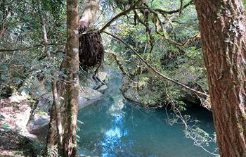 Barrington Wilderness Cedar Lodge Accommodation - Accommodation Noosa 8