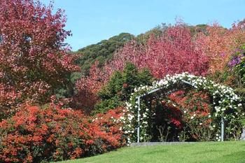 Terrigal Hinterland Bed And Breakfast - Accommodation Noosa 11