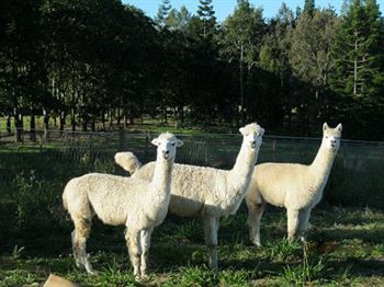 Blackwattle Farm B&B And Farm Stay - Accommodation Noosa 0
