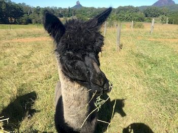 Blackwattle Farm B&B And Farm Stay - Accommodation Noosa 4
