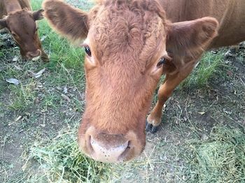 Blackwattle Farm B&B And Farm Stay - Accommodation Noosa 5