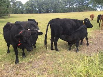 Blackwattle Farm B&B And Farm Stay - Accommodation Noosa 8