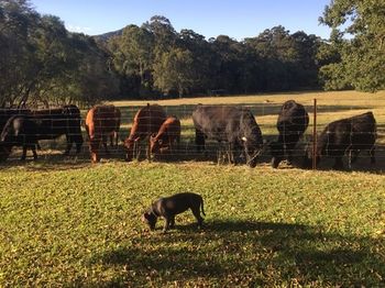 Blackwattle Farm B&B And Farm Stay - Accommodation Noosa 13