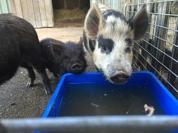 Blackwattle Farm B&B And Farm Stay - Accommodation Noosa 14