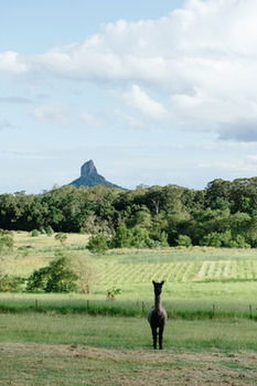 Blackwattle Farm B&B And Farm Stay - Accommodation Noosa 38