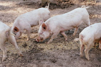 Blackwattle Farm B&B And Farm Stay - Accommodation Noosa 40