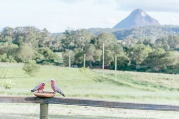 Blackwattle Farm B&B And Farm Stay - Accommodation Noosa 42