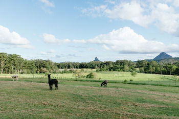 Blackwattle Farm B&B And Farm Stay - Accommodation Noosa 43