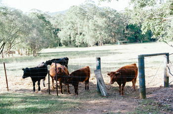 Blackwattle Farm B&B And Farm Stay - Accommodation Noosa 44