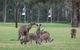 Riverside Oaks Golf Resort - thumb 8