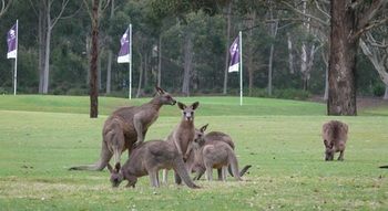 Riverside Oaks Golf Resort - Accommodation Noosa 8