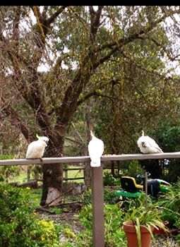 Australian Home Away @ Wonga Park Brushy Creek - Accommodation Noosa 0