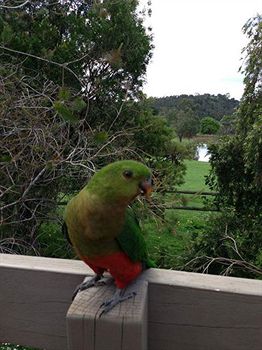 Australian Home Away @ Wonga Park Brushy Creek - Accommodation Noosa 2