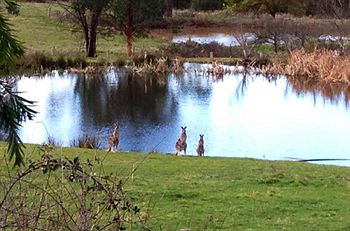 Australian Home Away @ Wonga Park Brushy Creek - Accommodation Noosa 8